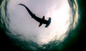 Shark in the water - Costa Rica - Photo by David García