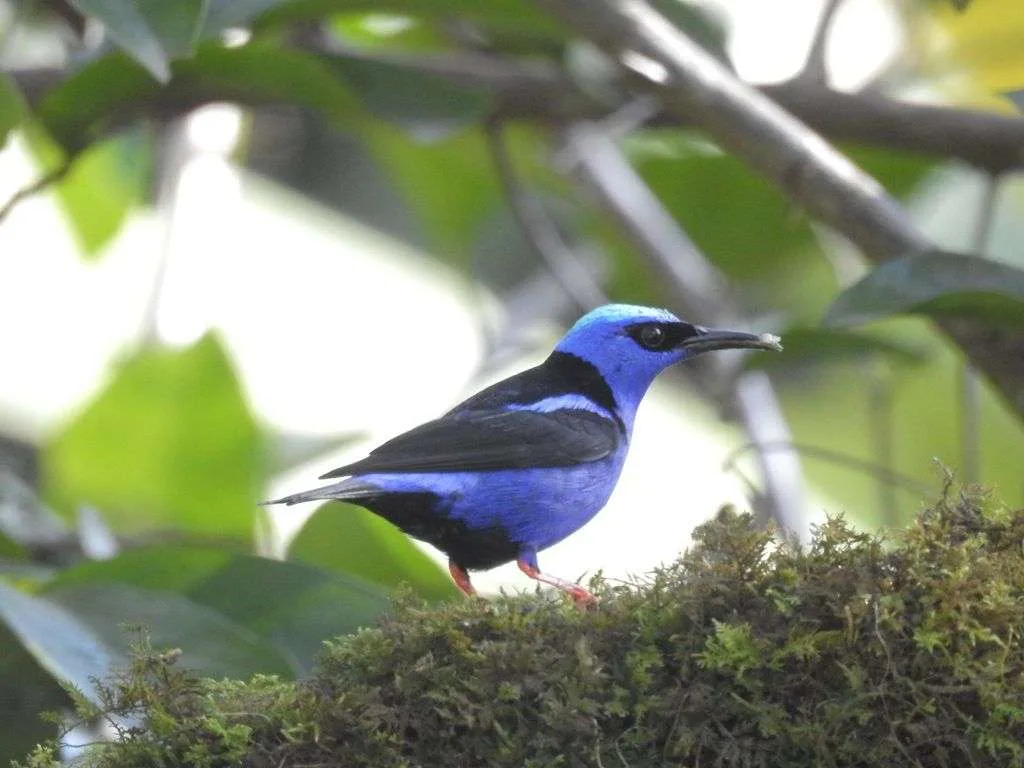 Interview with a Biologist Specialized in Birds - Ballena Tales The Magazine