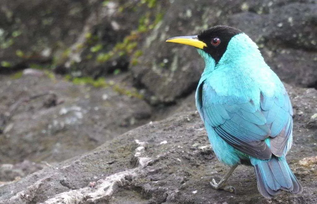 Interview with a Biologist Specialized in Birds - Ballena Tales The Magazine