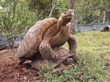 Gentle Giants , giant turtles, tortugas gigantes