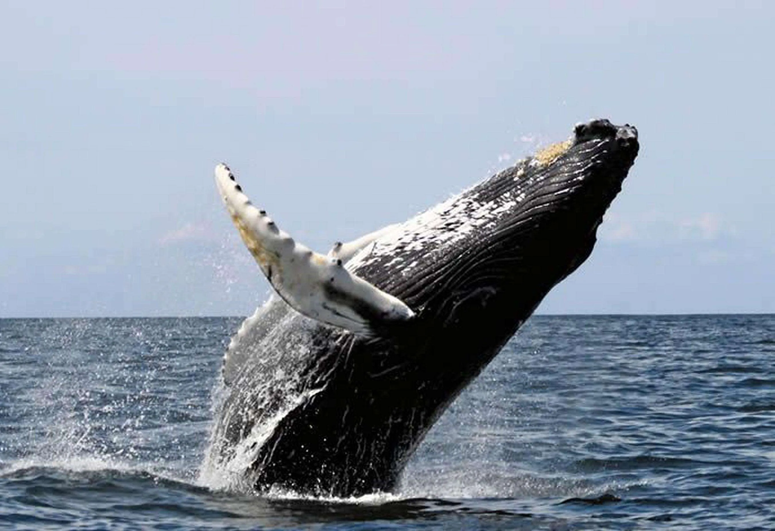 Stay one more night ~ a Whale of a Deal - Osa, Uvita - Ballena Tales