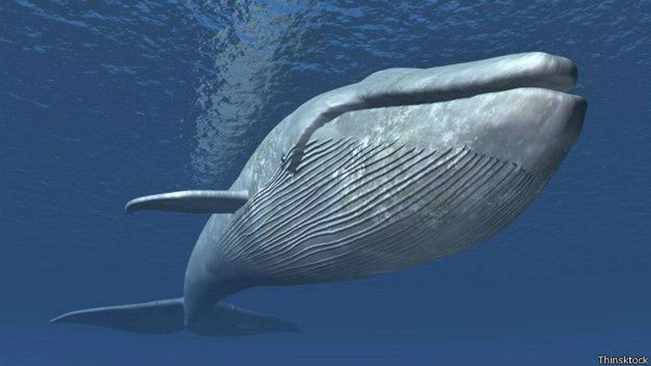 Stay one more night ~ a Whale of a Deal - Osa, Uvita - Ballena Tales
