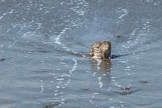 LA DANZA FRENÉTICA DEL TEPEZCUINTLE: En Vías de Extinción
