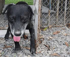 El Refugio Hogar Animal Costa Ballena - Osa, Uvita, Costa Ballena
