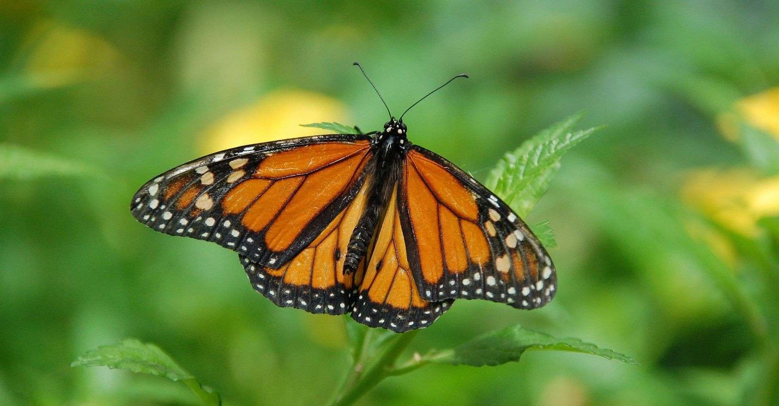 Die Lehre über Schmetterlinge - Der Zyklus des Lebens