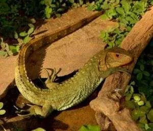 Not a Caiman But a Lizard