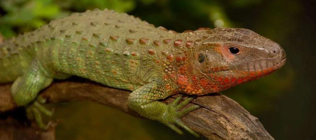 Not a Caiman But a Lizard