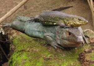 ¡No es un caimán sino un lagarto!