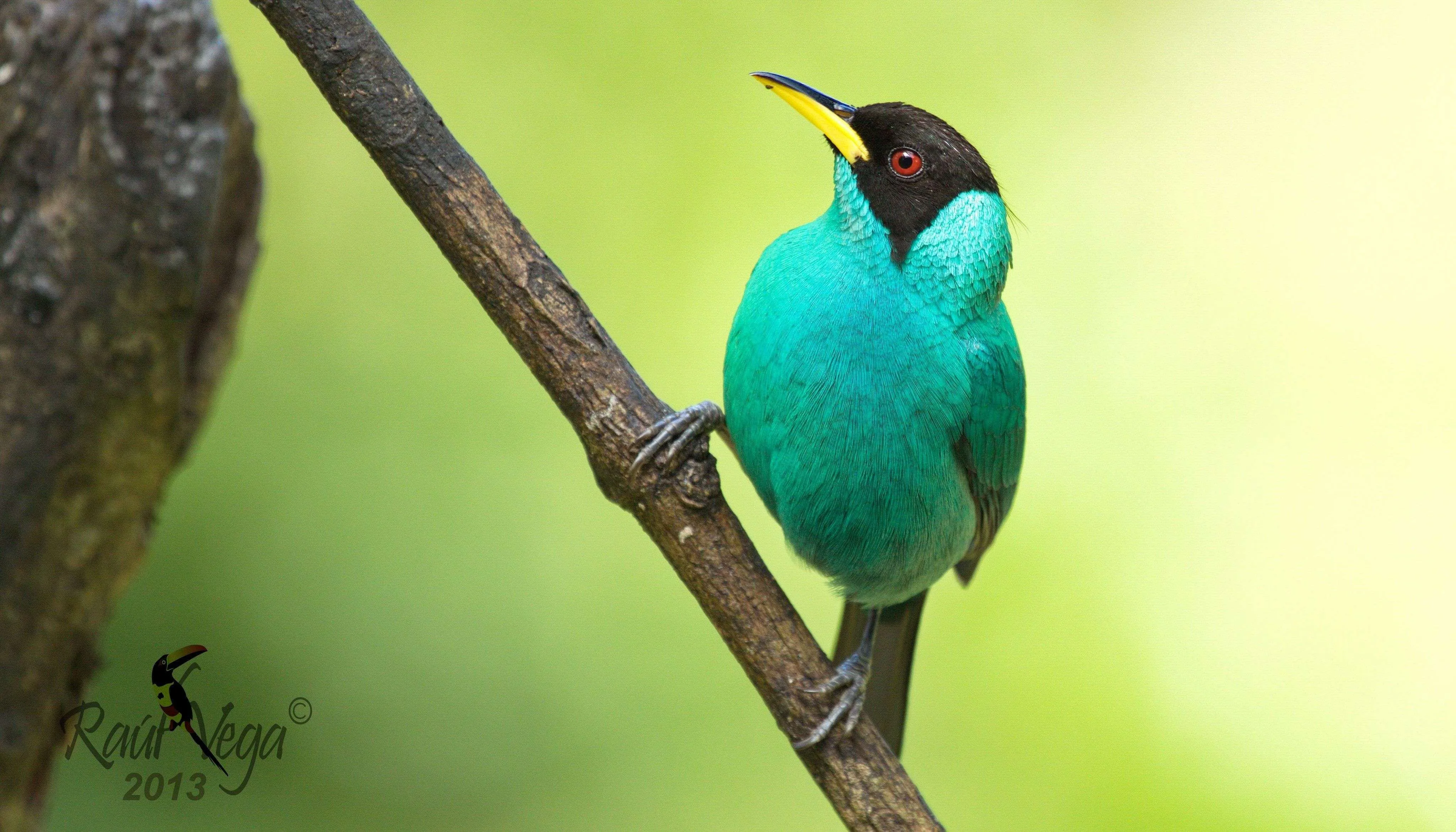The Tanagers in Costa Rica - Competing with the rainbow