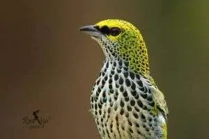 The Tanagers in Costa Rica - Competing with the rainbow 
