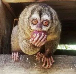 Frida is an owl moinkeyliving happily at the wildlife sanctuary