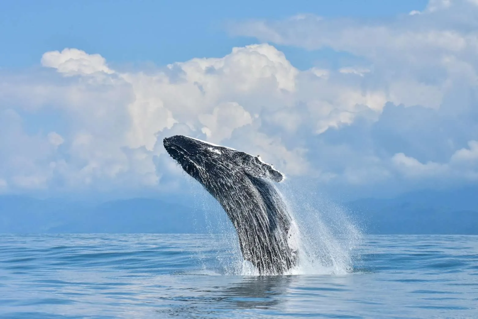 whale watching tour