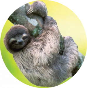 sloth bt