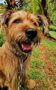 Your dog loves you, no matter what