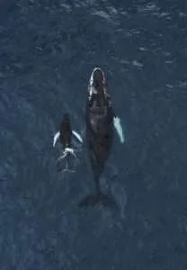 The whales swim along the coast to Alaska