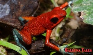 dart-frog-cesar-barriosa-a-1