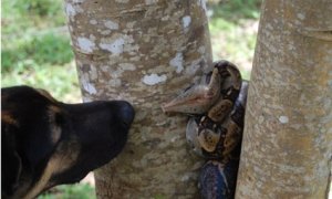 Fer de Lance - Photo Matthew Kritzer