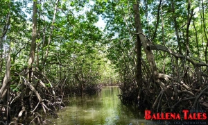 sierpe-mangroves6
