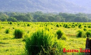 Pastures