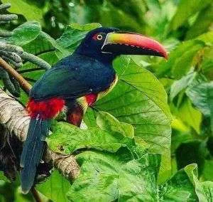 Whale Resort en la Península de Osa, Pacífico Sur de Costa Rica