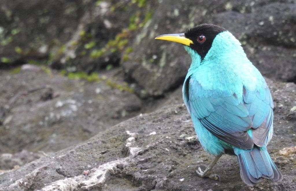 Una bióloga especializada en aves - Ballena Tales The Magazine