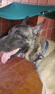 Dental Health for Dogs - Uvita, Bahia Ballena- Ballena Tales The Magazine