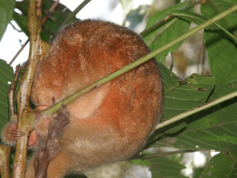 Serafín de Platanar, la Pelota de Tenis Dorada, Hacienda Barú