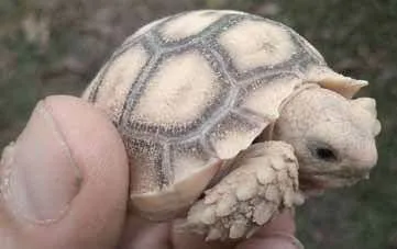Los Amables Gigantes de Reptilandia - Osa, Bahia Balllena - Ballena Tales