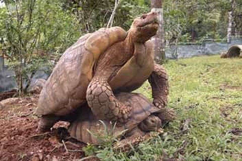 Reptilandia - Tortugas