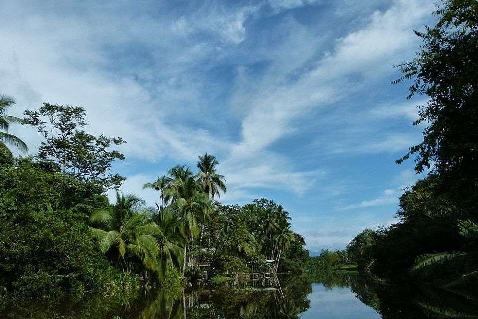 Sierpe Mangrove, un lugar muy especial para observar vida silvestre