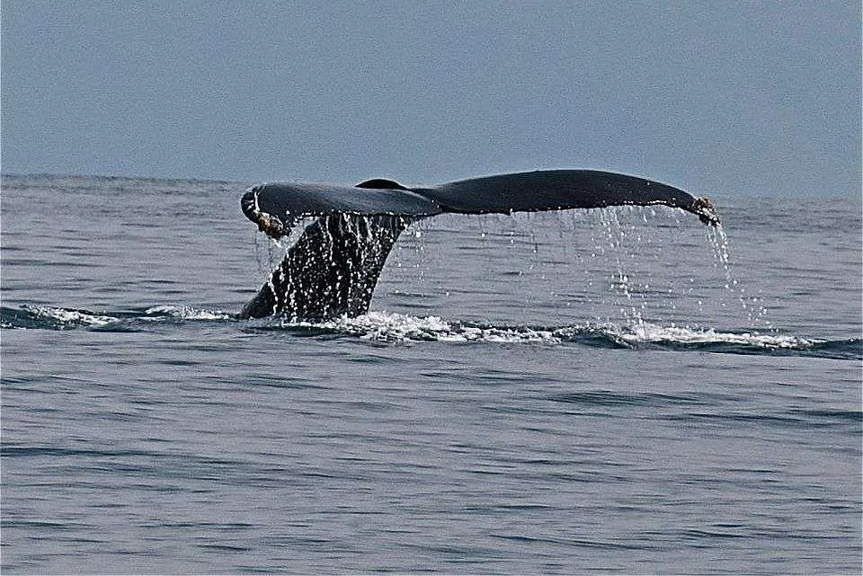 Wale - Marino Ballena National Park