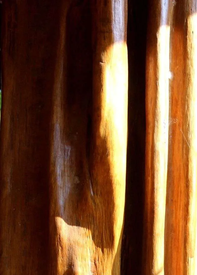 The Trunk, Cara de Tigre a particular threatened tree specie