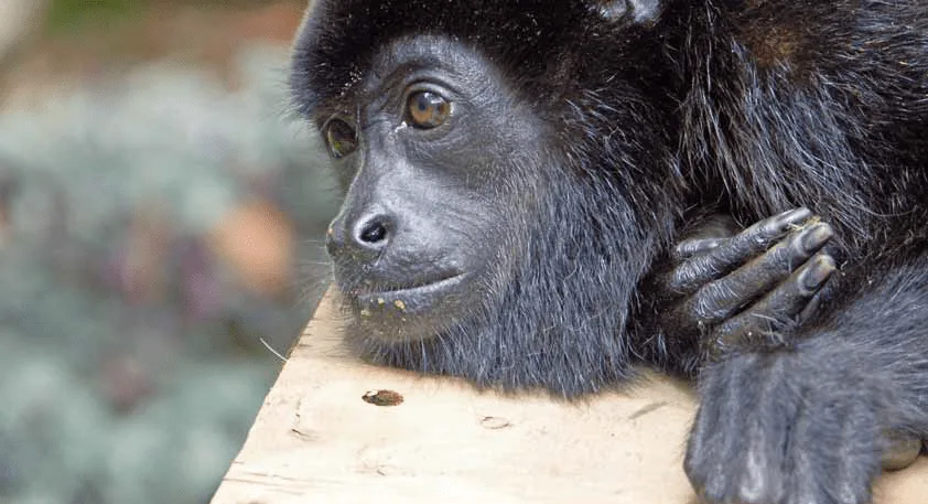 Admirando animales silvestres a distancia - Osa, Costa Ballena, Uvita