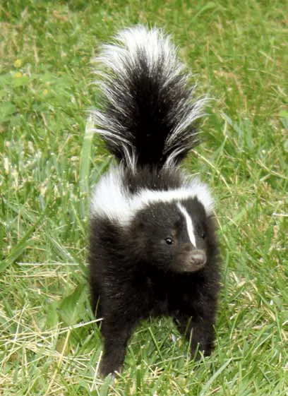 Keep your Distance… - Osa, Uvita, Costa Ballena - Ballena Tales