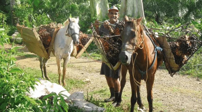 Experiencing this Wondrous Pacific Zone - Ballena Tales The Magazine