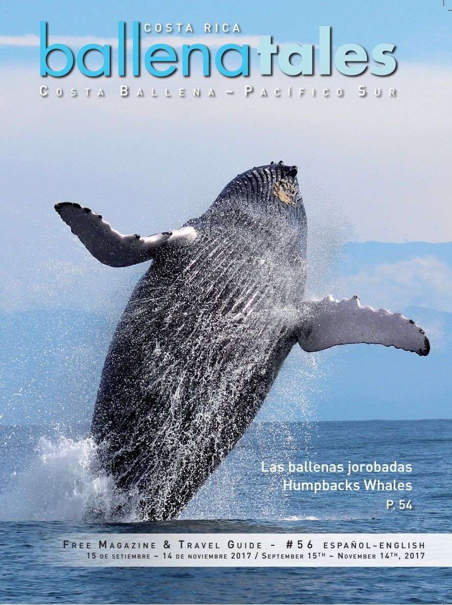 Whales and Dolphin Festival, Humpback Whale in Costa Rica, Ballena Tales Magazine and Travel Guide