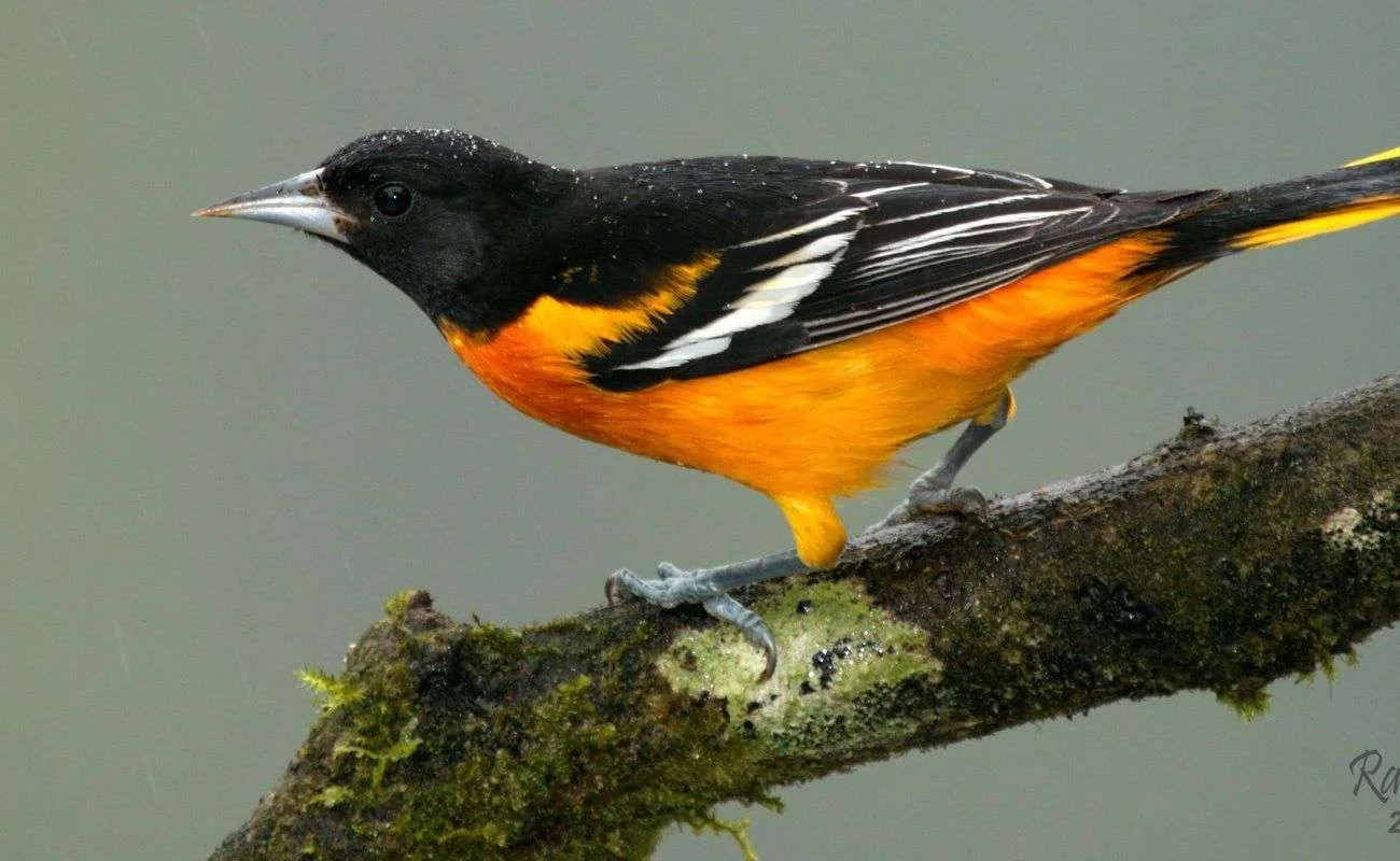  ¡Bienvenida a las aves migratorias!