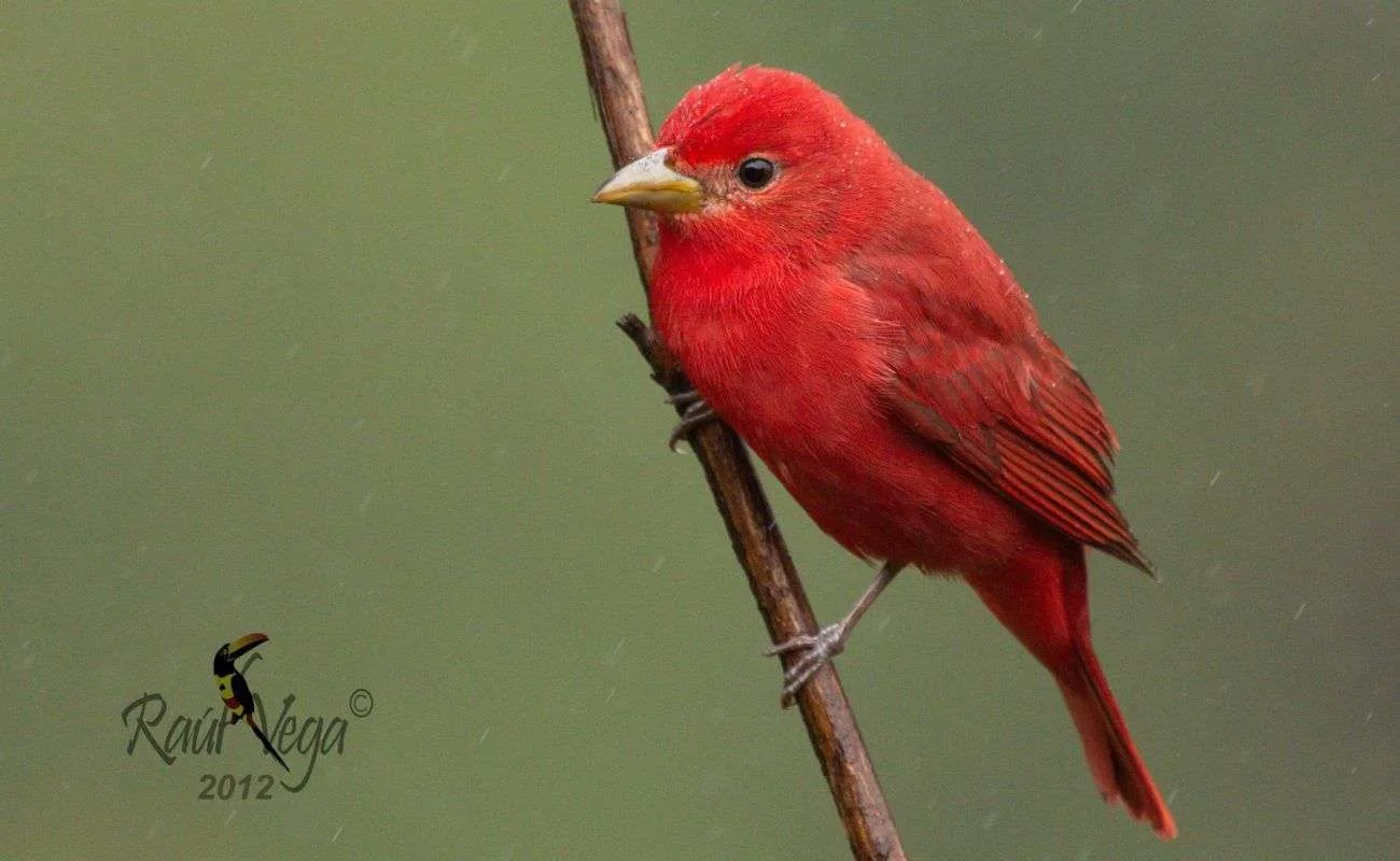 Tangara Veranera Raúl Vega