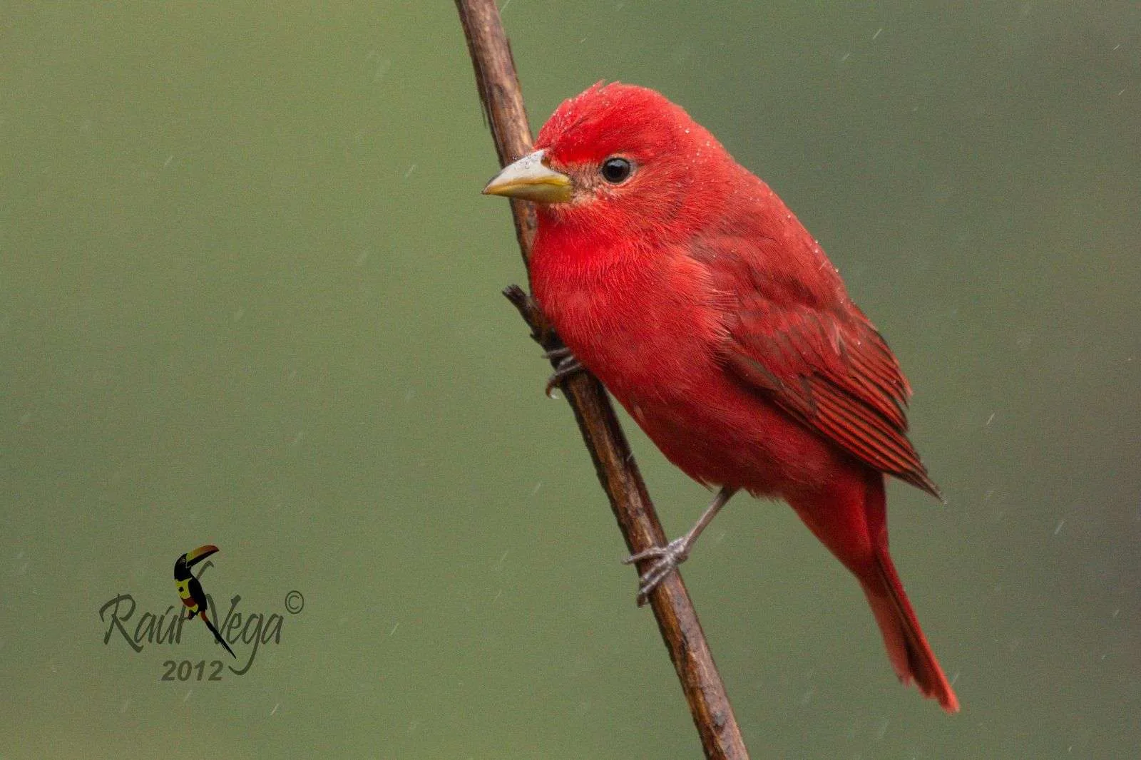 Tangara Veranera Raul Vega
