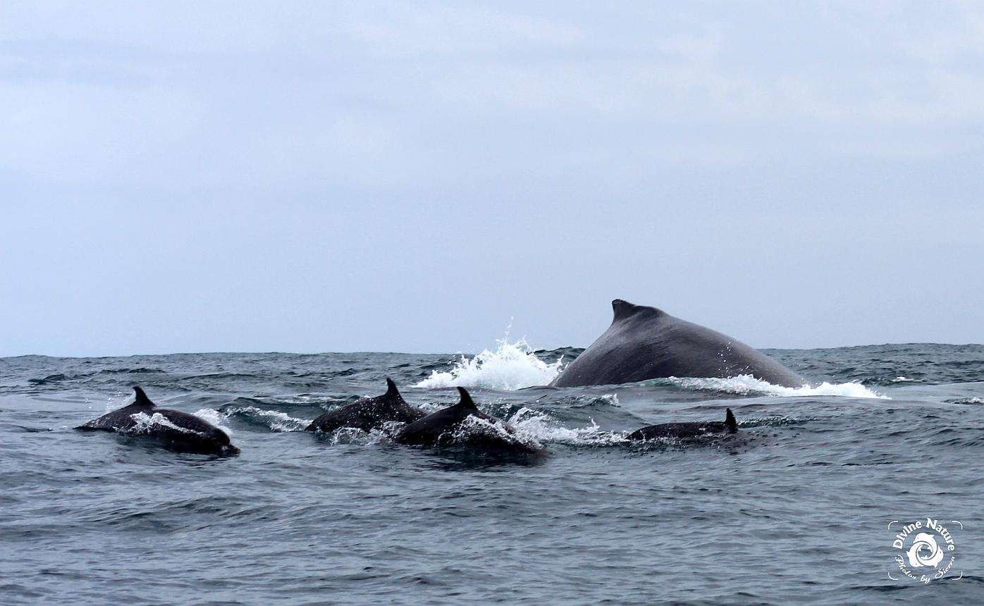 Humpbacks Whales, whale watching tour