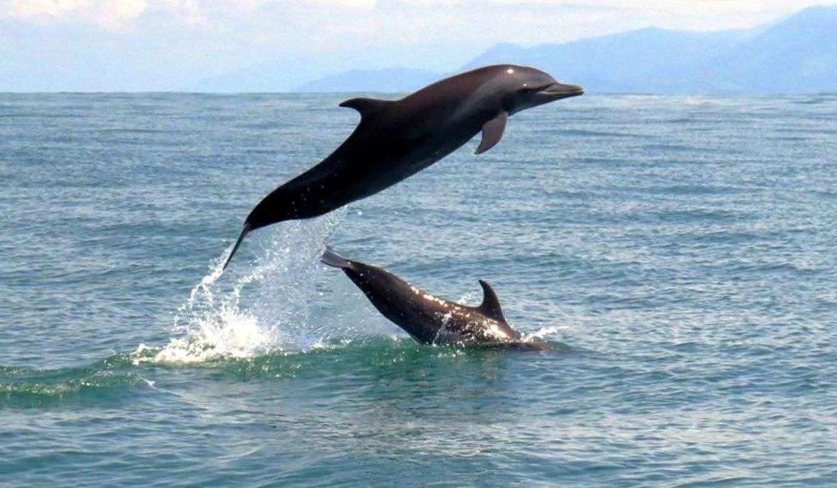 Manoas Luxury Camping, Osa, Uvita Hotel, Costa Rica