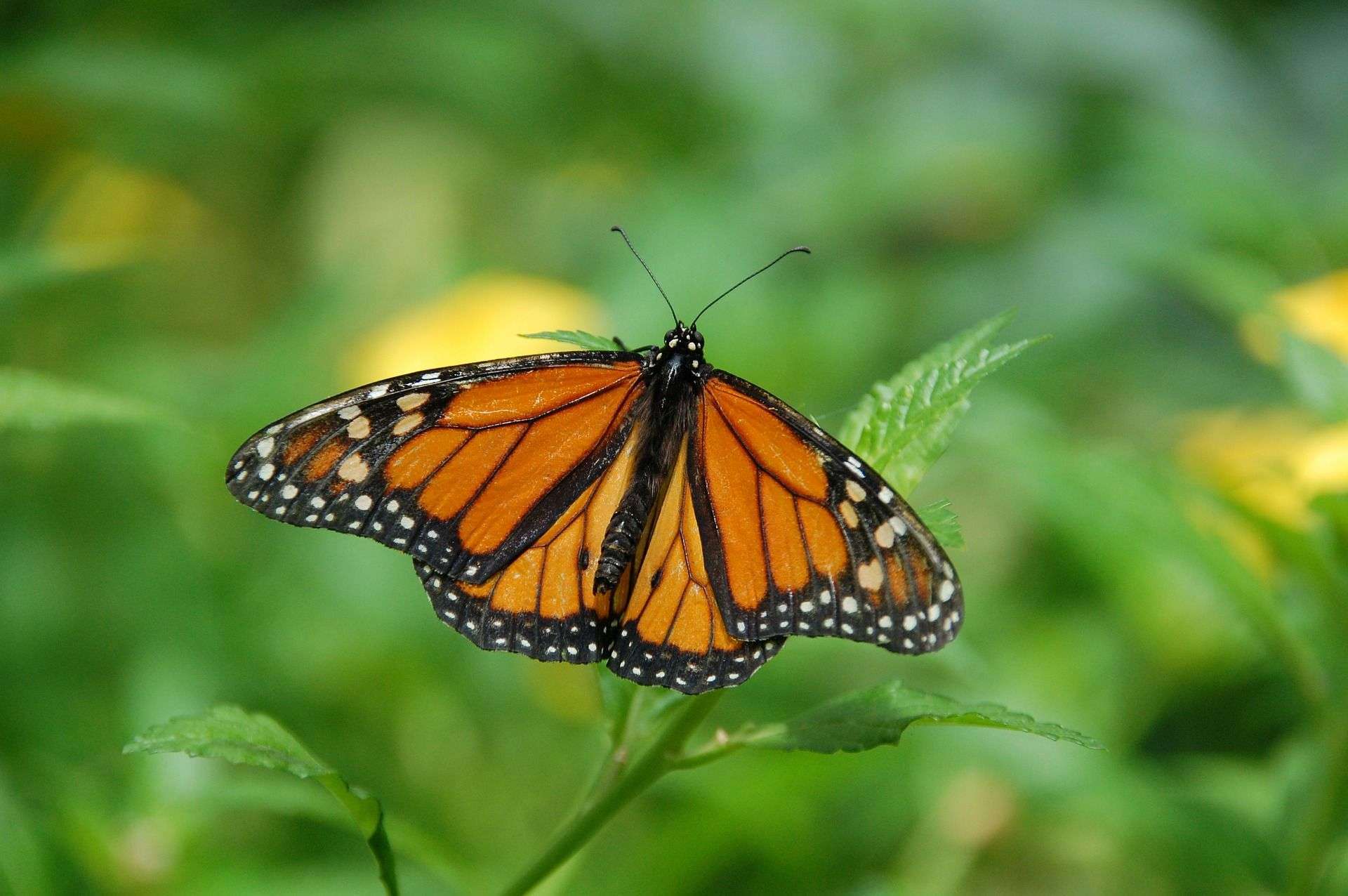 Educando sobre mariposas 1