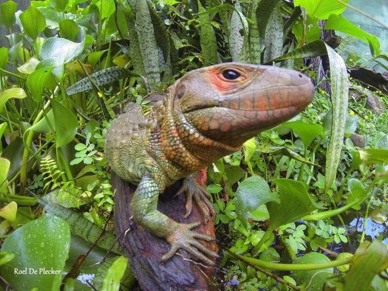 Not a Caiman But a Lizard!