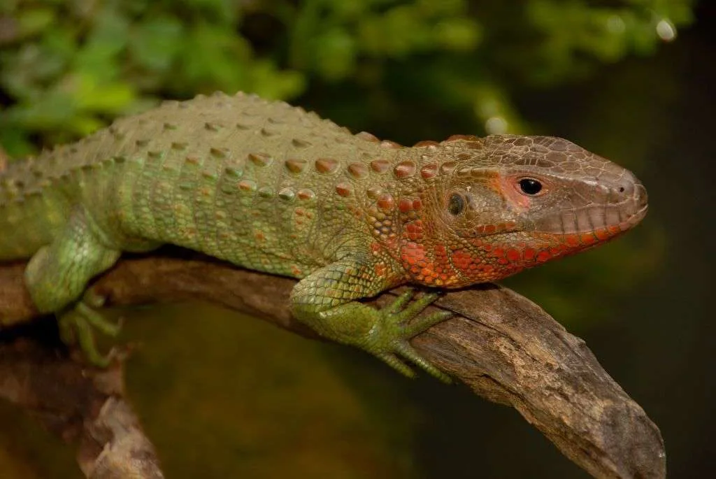 Dracaena guianensis 001 2