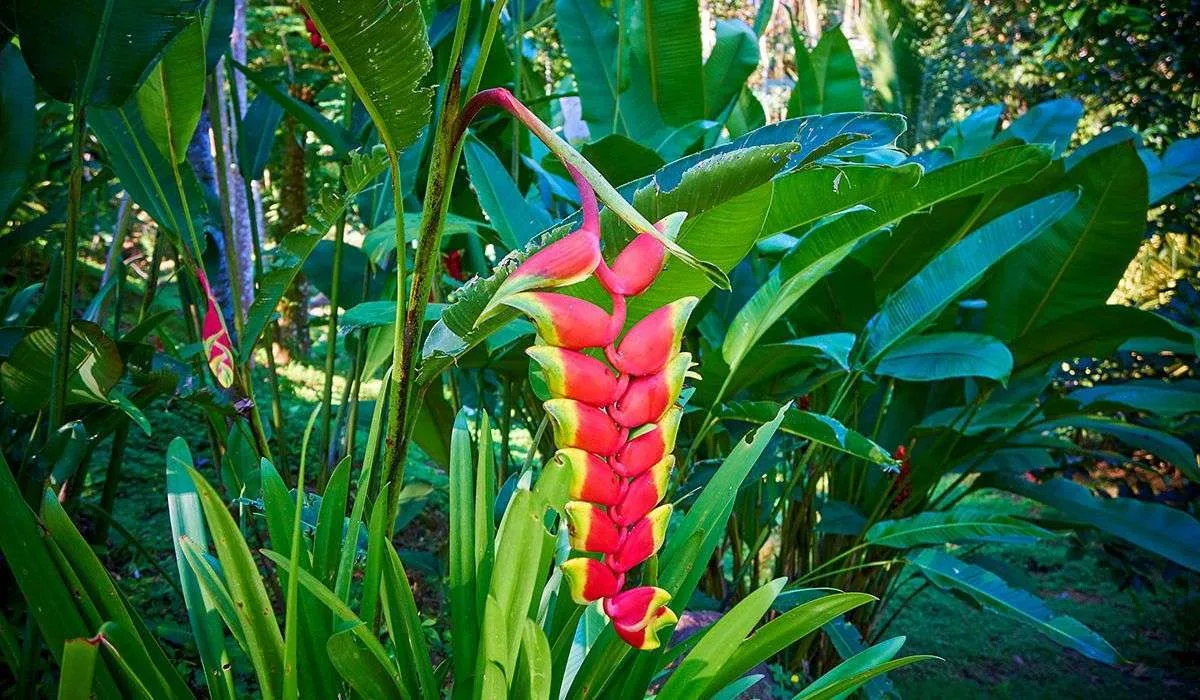 Manoas Luxury Camping, Osa, Uvita Hotel, Costa Rica