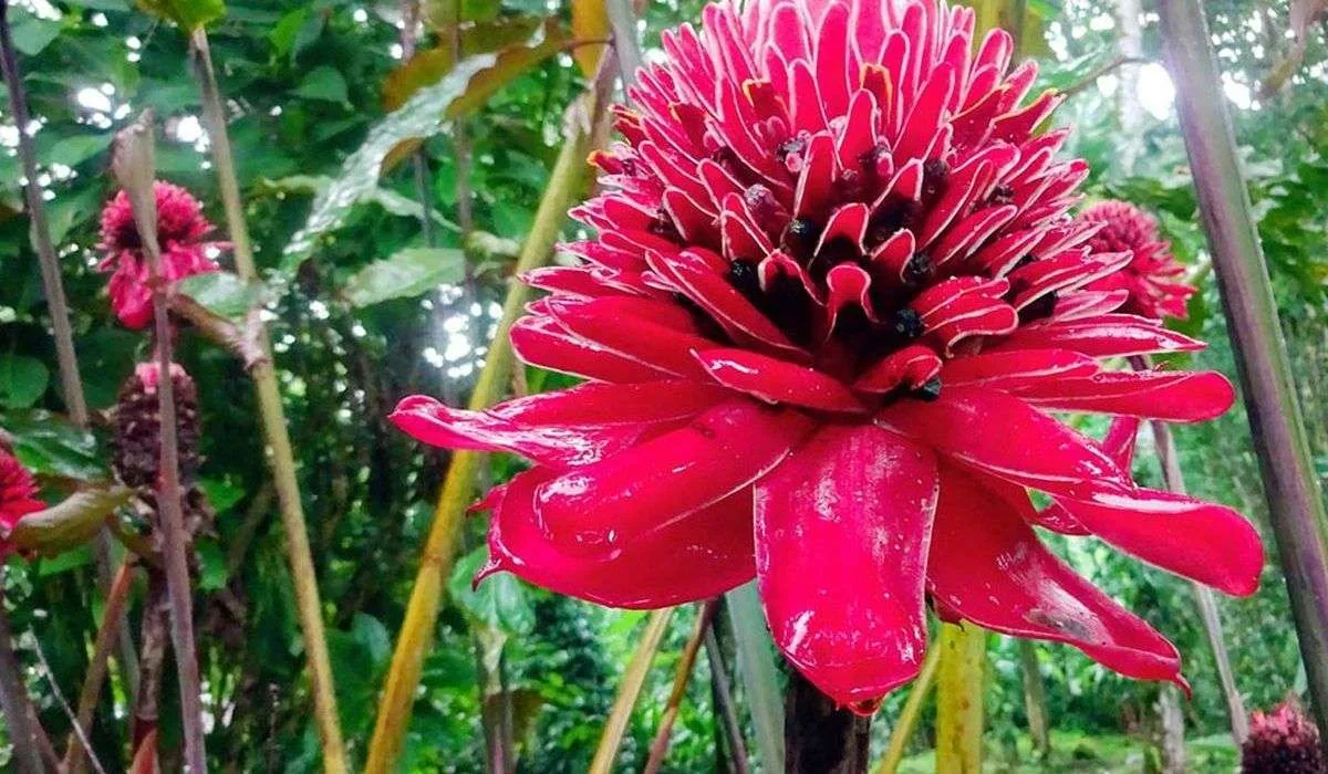 Manoas Luxury Camping, Osa, Uvita Hotel, Costa Rica