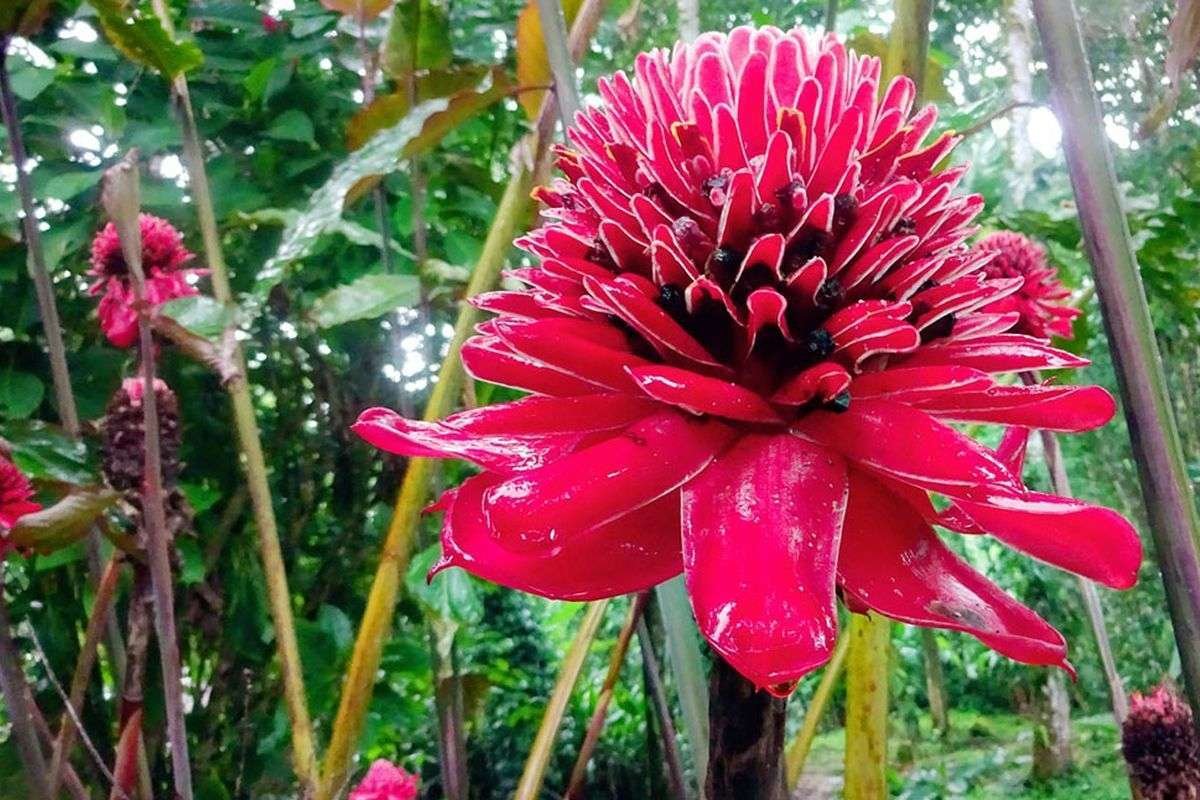 Manoas Luxury Camping, Osa, Uvita Hotel, Costa Rica