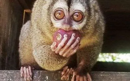 Frida is an owl moinkeyliving happily at the wildlife sanctuary