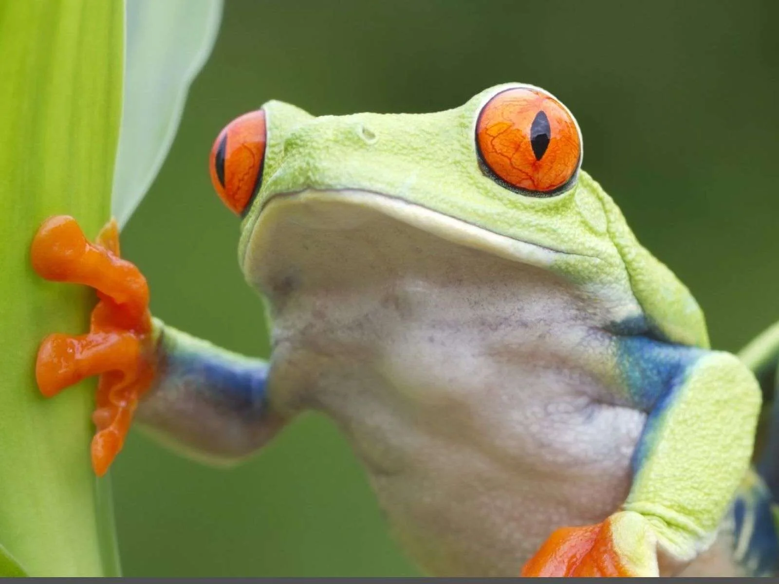 Green Frog Uvita Tourist Information Center