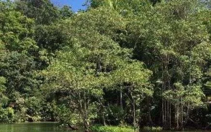 Tourveranstalter, SIERPE MANGROVE TOUR